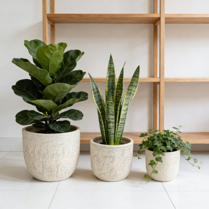 Liora Textured Modern Planter Set of 3