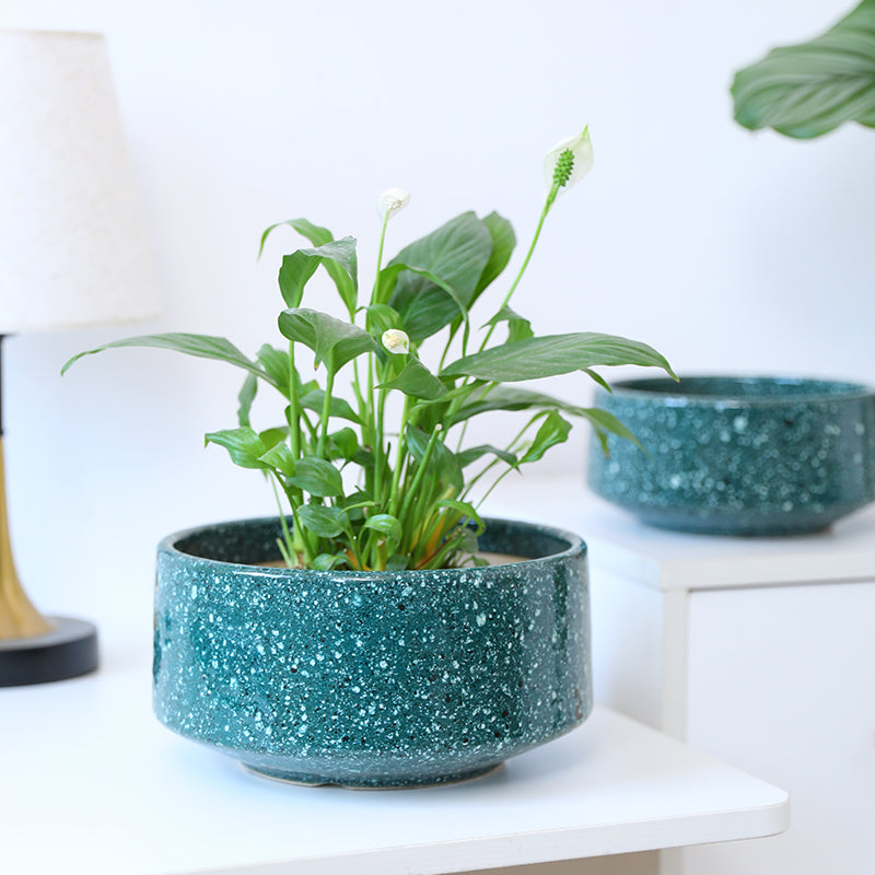 Low Bowl Ceramic Plant Pot