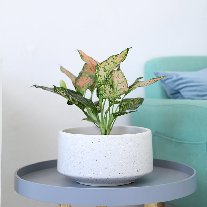 Low Bowl Ceramic Plant Pot